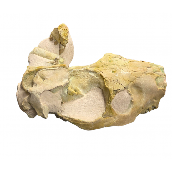Merycoidodon culbertsoni (vertebra, bones, skull)