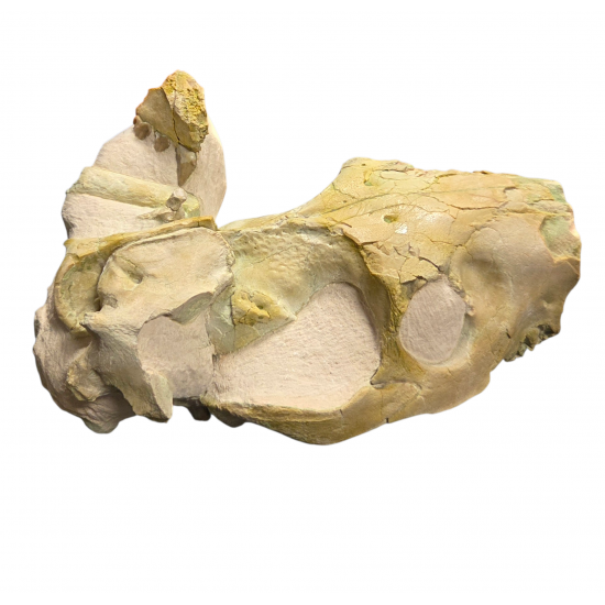 Merycoidodon culbertsoni (vertebra, bones, skull)