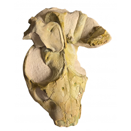 Merycoidodon culbertsoni (vertebra, bones, skull)