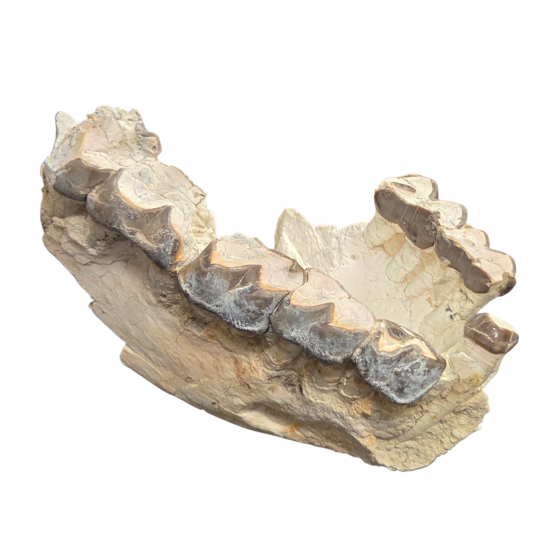 Bronthotherium megaceratops jaw