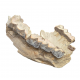 Bronthotherium megaceratops jaw