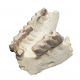 Bronthotherium megaceratops jaw