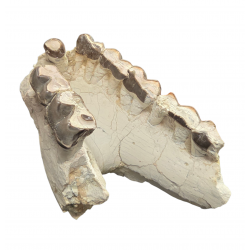 Bronthotherium megaceratops jaw