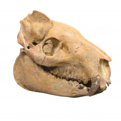 Merycoidodon culbertsoni (crane)