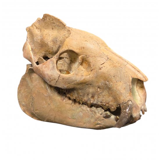 Merycoidodon culbertsoni (skull)