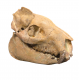 Merycoidodon culbertsoni (skull)