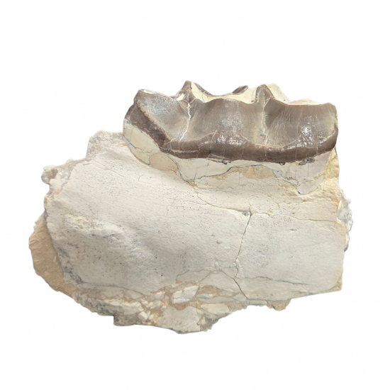 Bronthotherium megaceratops jaw