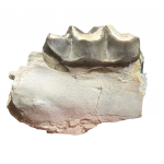 Bronthotherium megaceratops jaw