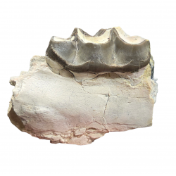 Bronthotherium megaceratops jaw