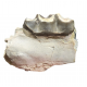 Bronthotherium megaceratops jaw