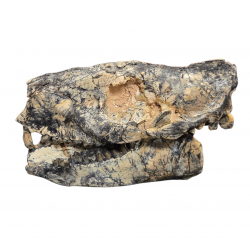 Merycoidodon culbertsoni (crane)