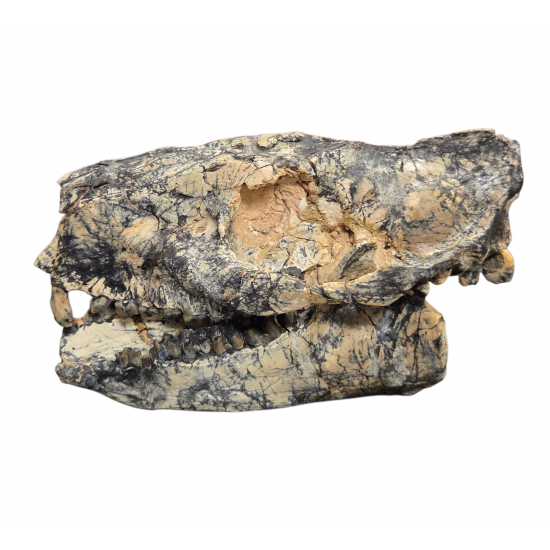 Merycoidodon culbertsoni (skull)