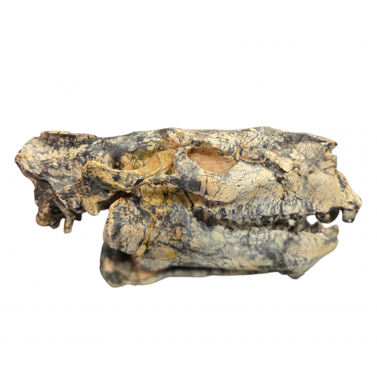 Merycoidodon culbertsoni (skull)