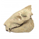 Eporeodon major (skull)