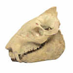 Eporeodon major (skull)