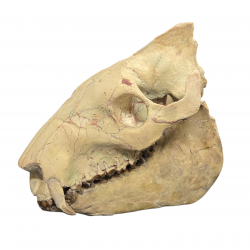 Eporeodon major (skull)