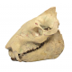 Eporeodon major (skull)