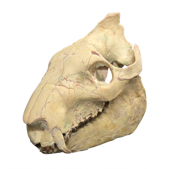 Eporeodon major (skull)