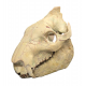 Eporeodon major (skull)