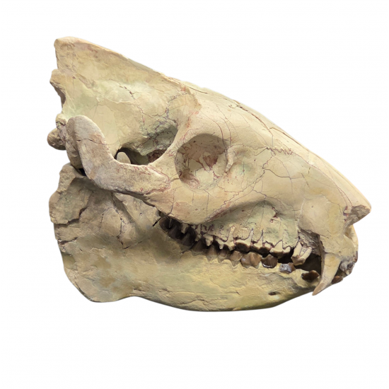 Eporeodon major (skull)