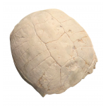 stylemys nebrascensis (turtle)