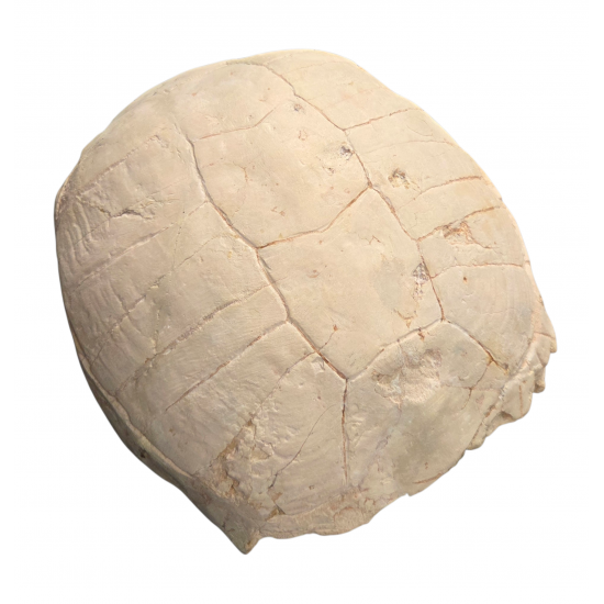 stylemys nebrascensis (turtle)