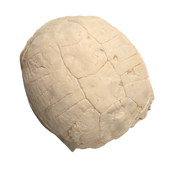 stylemys nebrascensis (turtle)