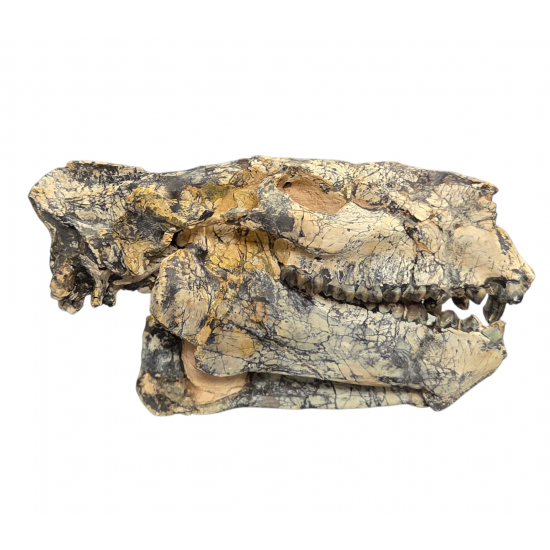 Merycoidodon culbertsoni (skull)