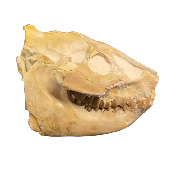 Leptauchenia decora (skull)