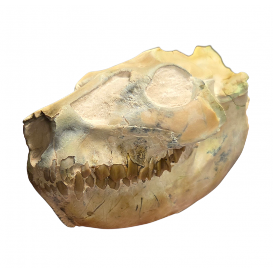 Leptauchenia decora (skull)