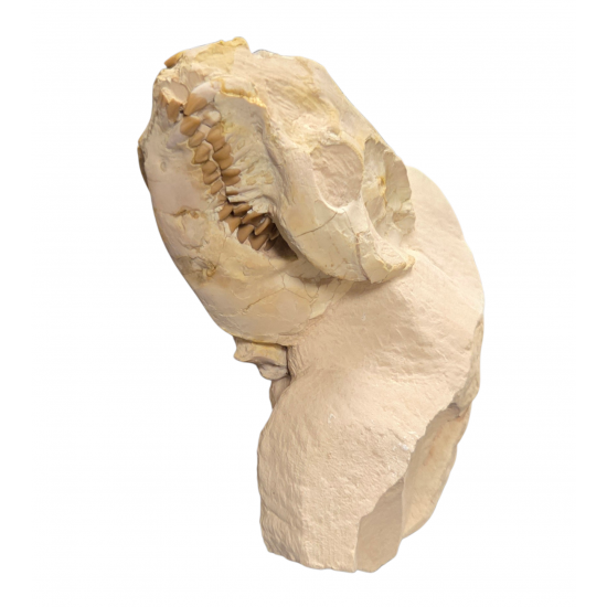 Leptauchenia decora (skull)