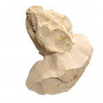 Leptauchenia decora (skull)