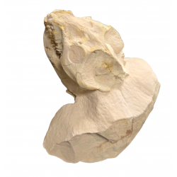 Leptauchenia decora (skull)