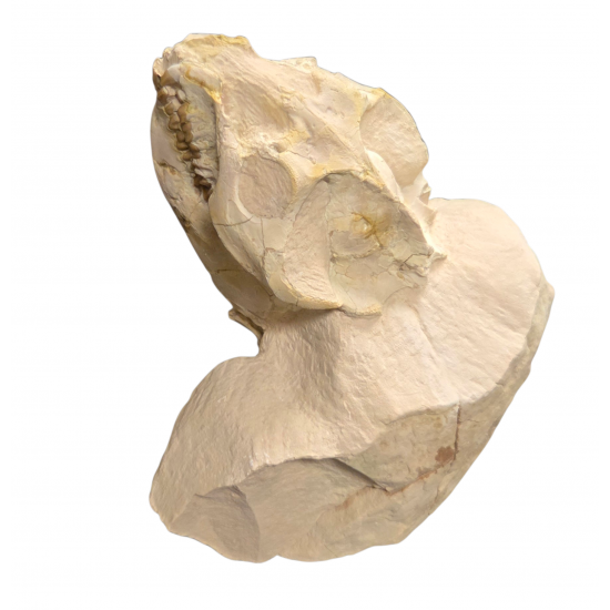 Leptauchenia decora (skull)