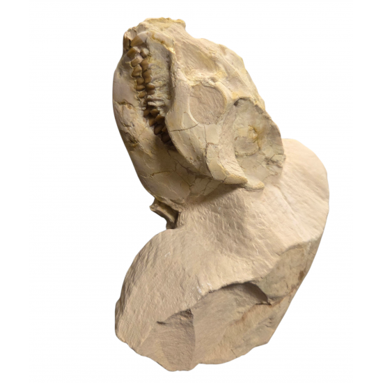 Leptauchenia decora (skull)