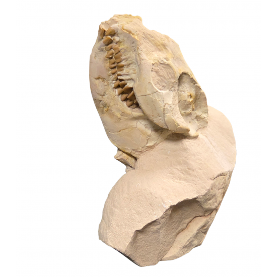 Leptauchenia decora (skull)