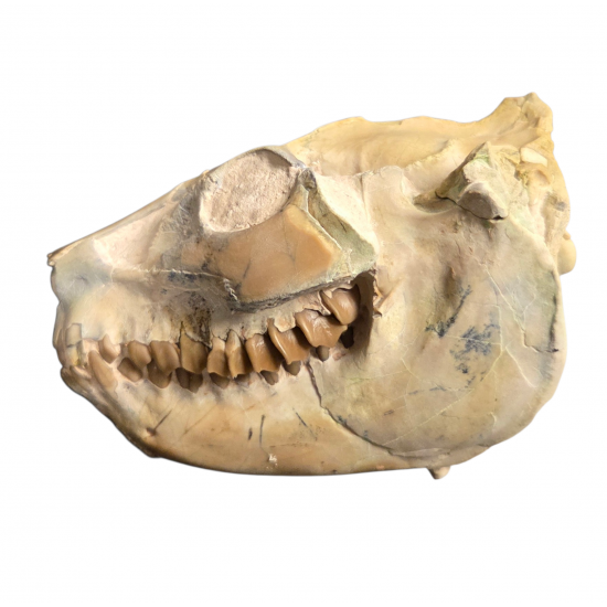 Leptauchenia decora (skull)