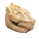 Leptauchenia decora (skull)