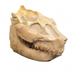 Leptauchenia decora (skull)