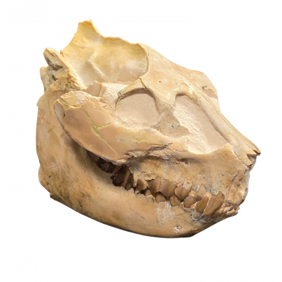 Leptauchenia decora (skull)