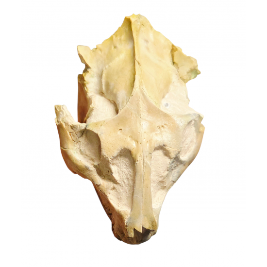 Leptauchenia decora (skull)