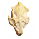 Leptauchenia decora (skull)
