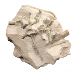 Merycoidodon culbertsoni (bones, vertebra, jaw)