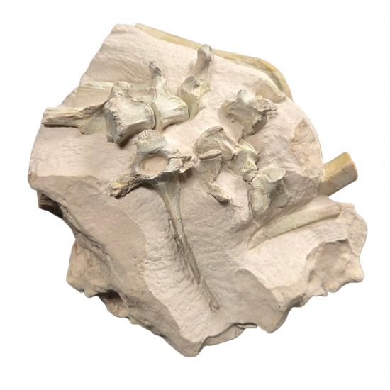 Merycoidodon culbertsoni (bones, vertebra, jaw)