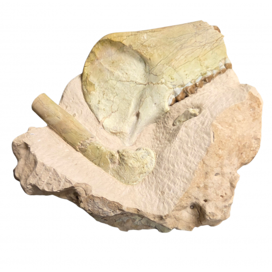 Merycoidodon culbertsoni (bones, vertebra, jaw)