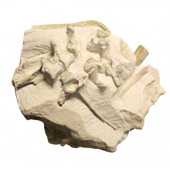Merycoidodon culbertsoni (bones, vertebra, jaw)