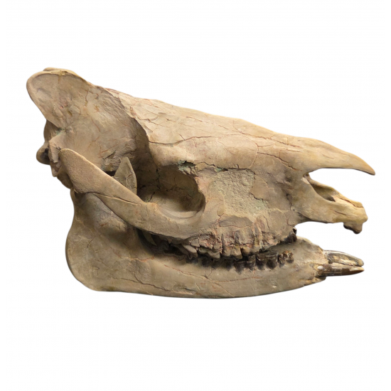 Subhyracodon occidentalis (3D skull)