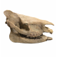 Subhyracodon occidentalis (3D skull)