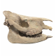 Subhyracodon occidentalis (3D skull)