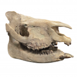 Subhyracodon occidentalis (3D skull)